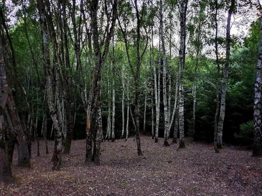 a group of trees in a wooded area at La Maison Thébaïde in Mortagne