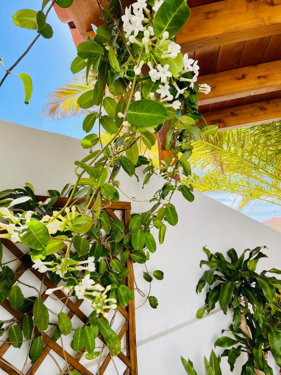 Zahrada ubytování Villa Panoramic del Atlantico