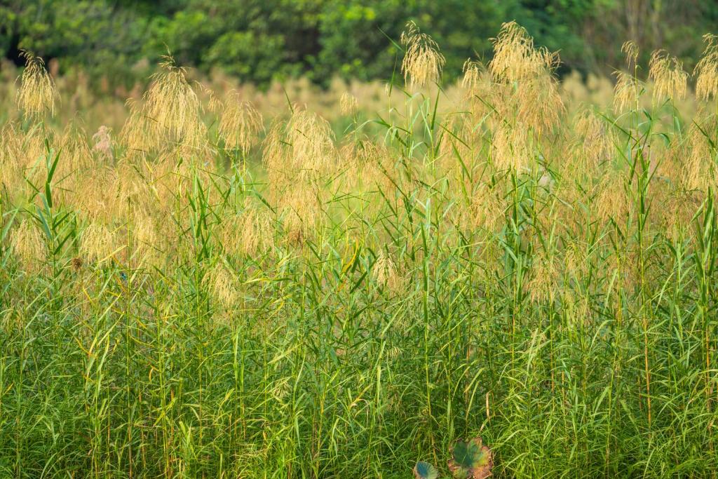 Lotus Field Homestay - 3