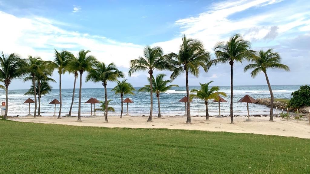 una fila de palmeras en una playa con el océano en Le Cocon Créole studio vue mer Village Vacances, en Sainte-Anne