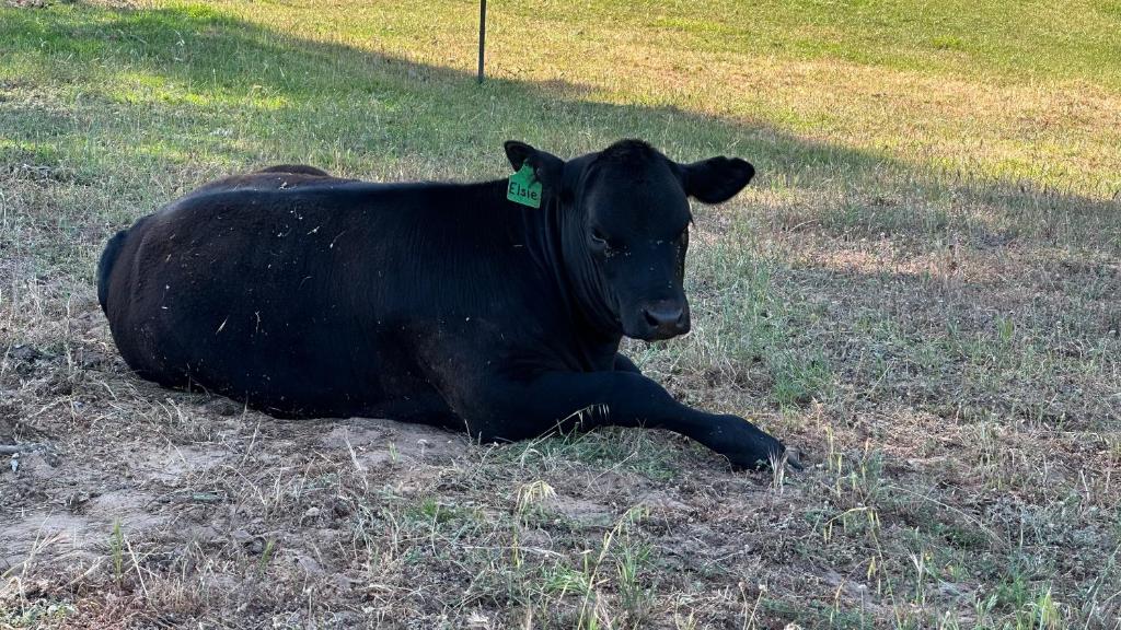 een zwarte koe in het gras in een veld bij Tanjanerup Chalets. “Clementine” in Nannup