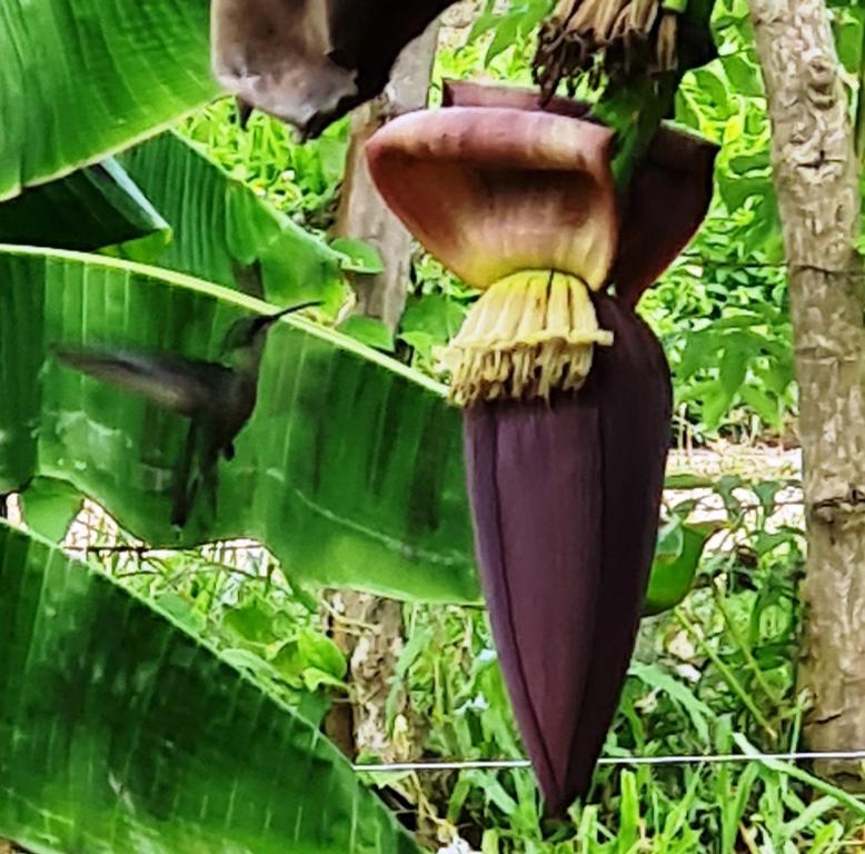 una gran flor púrpura de una planta bananera en BUNGALOWS COLIBRI, en Las Galeras