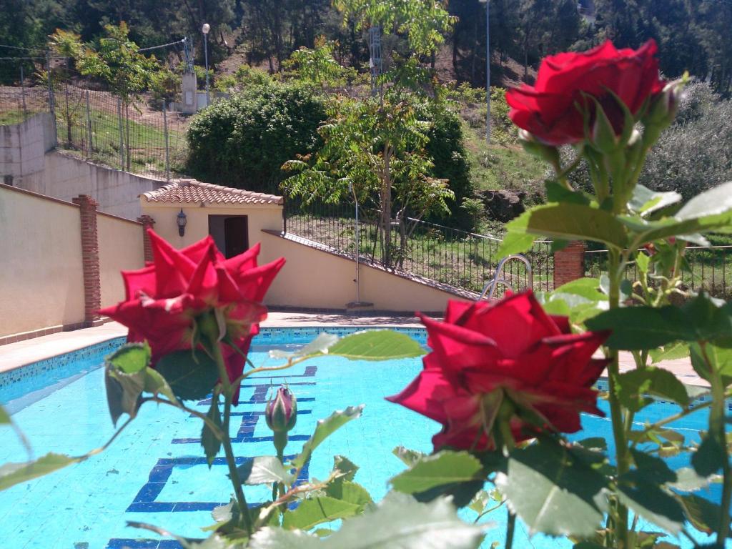grupa czerwonych kwiatów obok basenu w obiekcie Alojamiento Nohal w mieście La Iruela