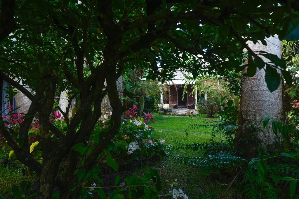 a garden view through the trees with a house in the background at LE MEDINILLA in Bras-Panon