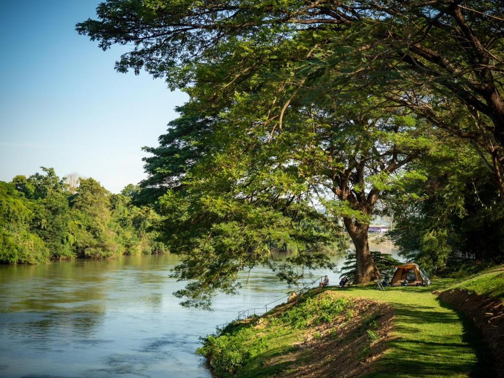 a cow sitting under a tree next to a river at The Legacy River Kwai Resort in Kanchanaburi City