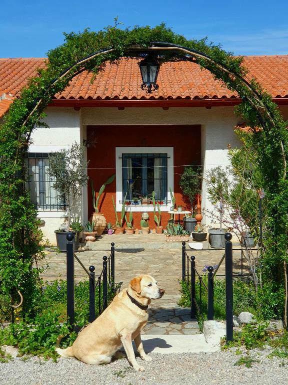 a brown dog sitting in front of a house at Helicon Muses Friendly Mountain B&B Guesthouse in Evangelístria