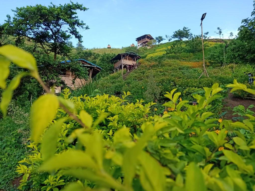 ein Feld von Pflanzen mit Häusern im Hintergrund in der Unterkunft MIRA AgroPark in Tanay
