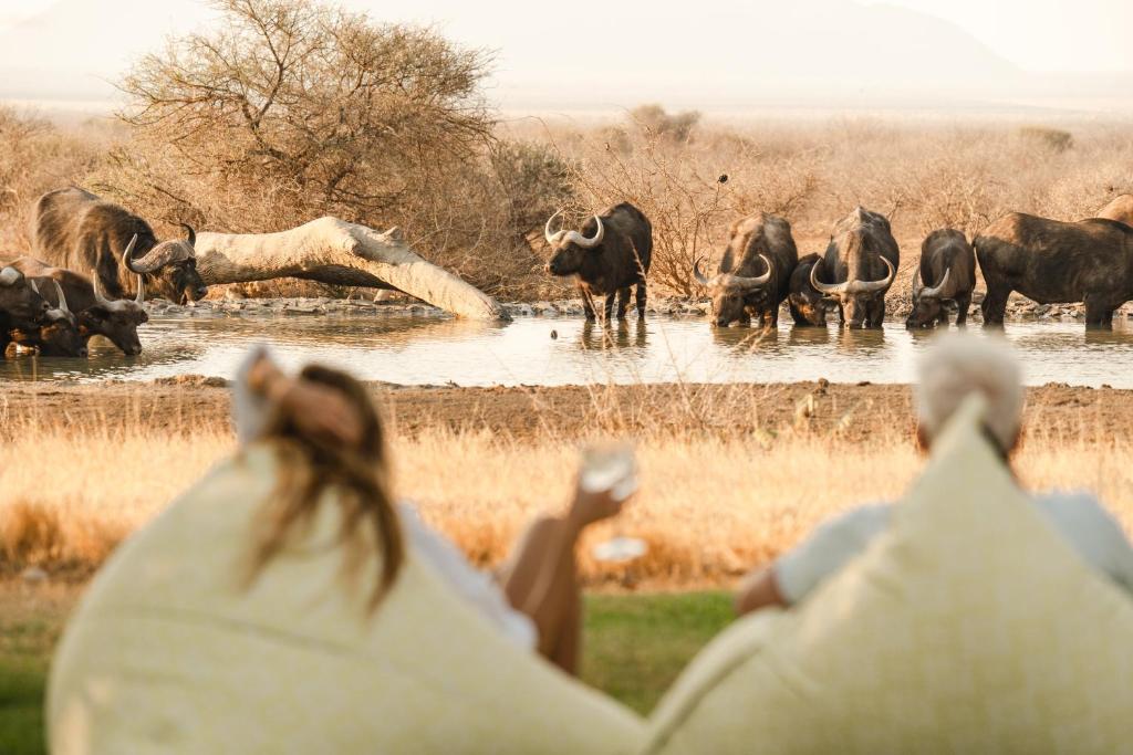 um grupo de pessoas observando um rebanho de animais na água em Last Word Madikwe em Madikwe Game Reserve