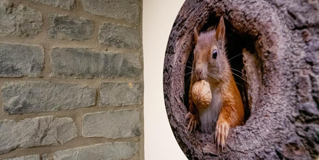 Fotografie z fotogalerie ubytování Gîte DDS v destinaci Manhay