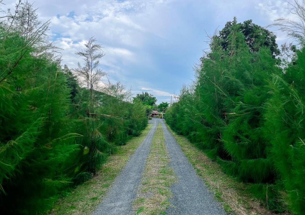 un camino de tierra con árboles a ambos lados en North Pine Forest Homestay บ้านไม้สนโฮมสเตย์, en Ban Mae Pong