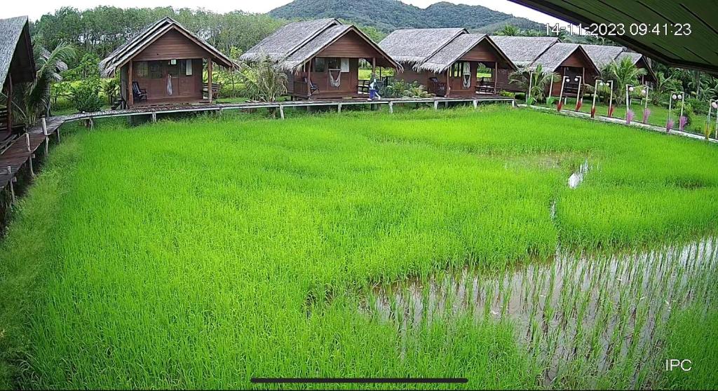 a large field of green grass in front of houses at NammNatawn2 in Ko Yao Noi