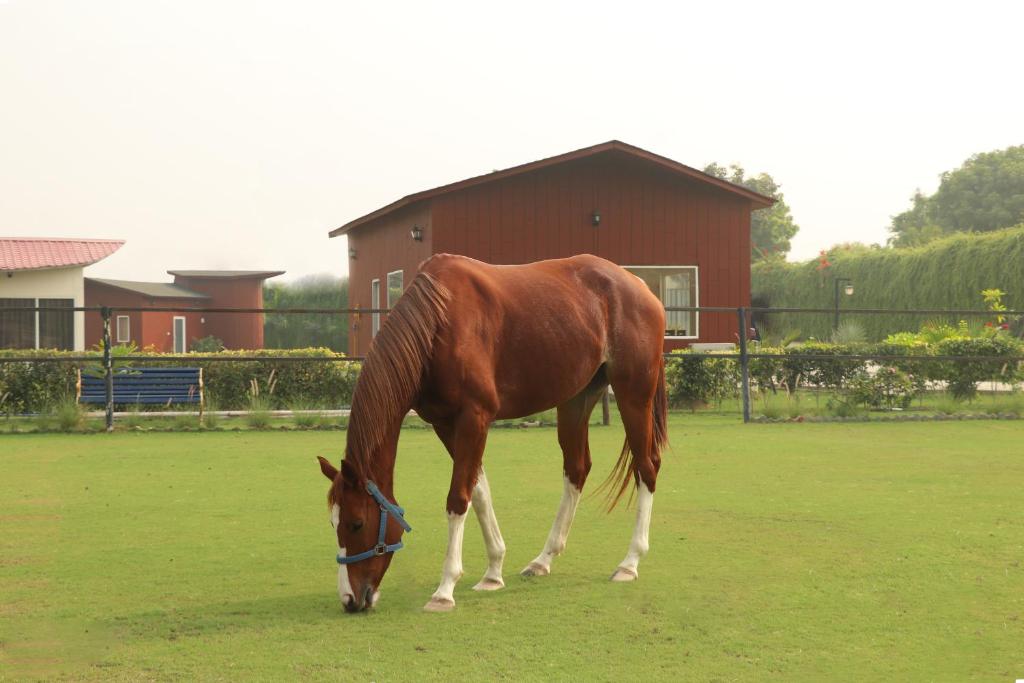a brown horse grazing in a field of grass at The Bageecha in Vrindāvan