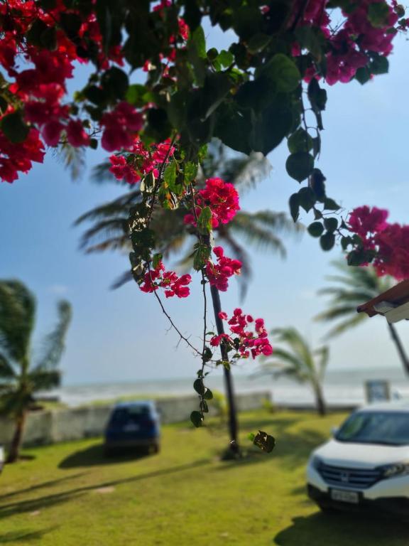 a tree with flowers in front of a car at A 2 passos do paraíso in Rio Tinto