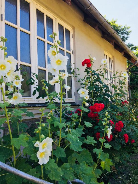 a bunch of flowers in front of a house at NordsoeHousing-Rørby in Kalundborg