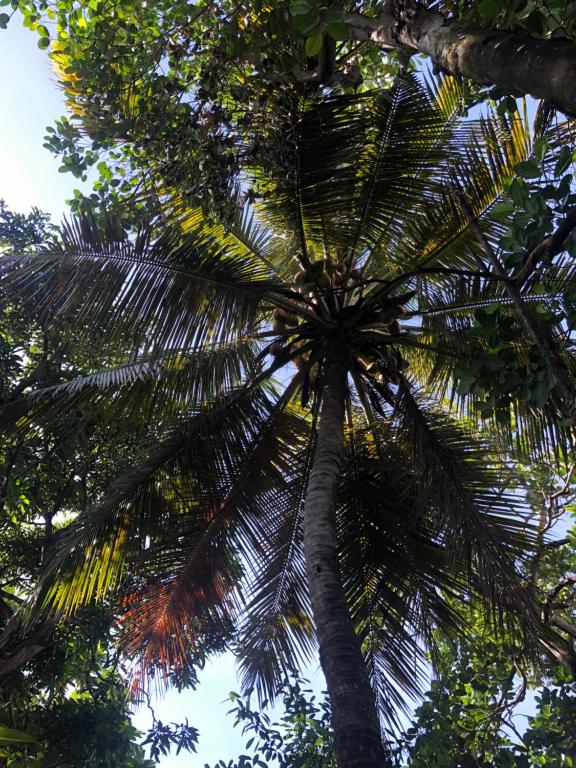 Fotografie z fotogalerie ubytování Sylvester Villa Hostel Negombo v Negombu