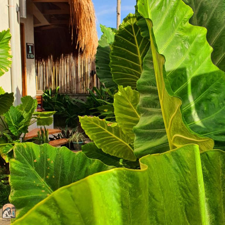Luna Tres Homestay Siargao - Deluxe King Room