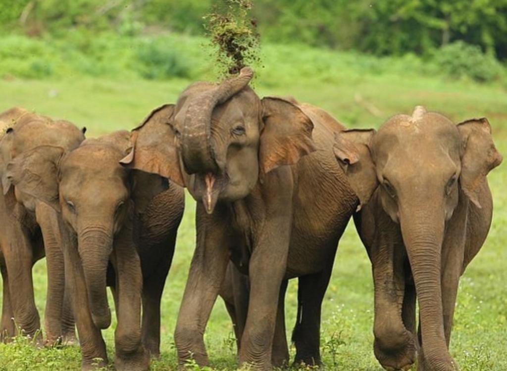 un grupo de elefantes parados en un campo en Wild Animal View Point en Udawalawe
