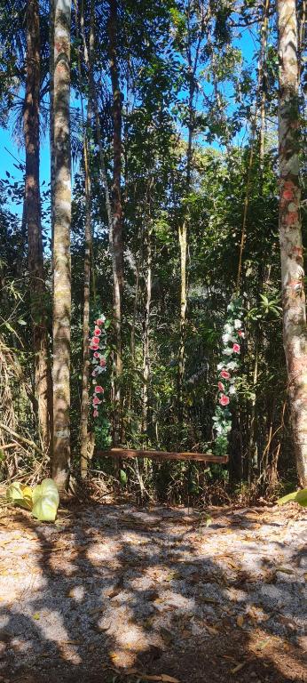grupa drzew z ławką w lesie w obiekcie TreeHouse Seu Paraíso nas Montanhas w mieście Marechal Floriano