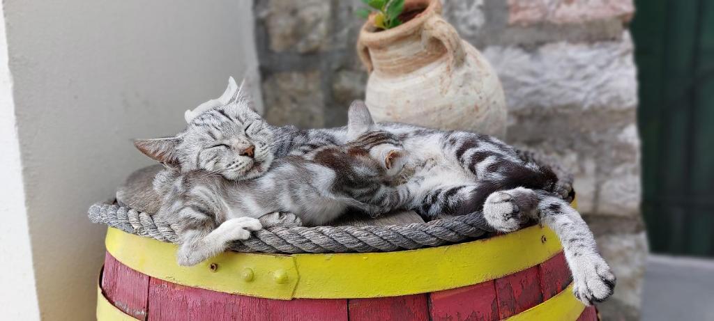 Boutique Home Saltaragazza - 3