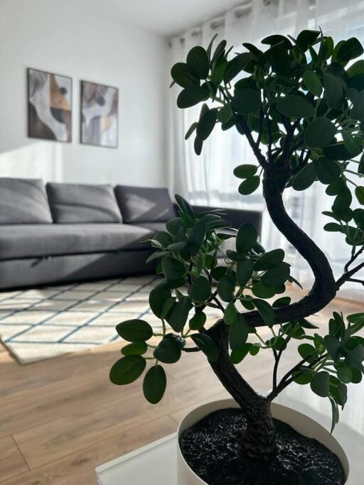 une plante en pot posée sur une table dans un salon dans l'établissement Bel appartement près du métro, à Saint-Denis