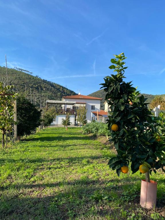 einen Orangenbaum im Hof eines Hauses in der Unterkunft La tenuta di Eva in Pisa