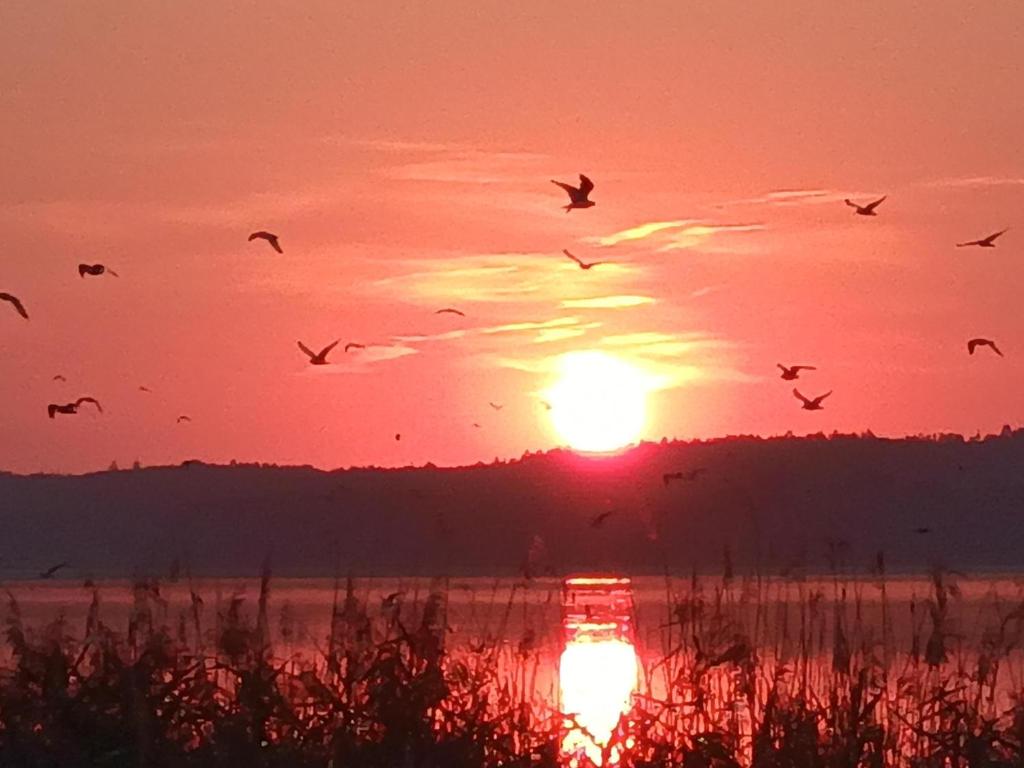 una bandada de aves volando frente a una puesta de sol en Ferienapartments Seeblick Dahmen, en Dahmen