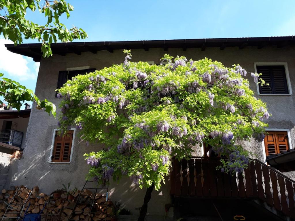 a tree in front of a house with purple flowers at Casa Romy in Rovere della Luna