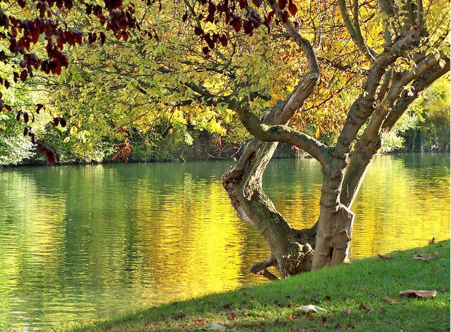 un árbol sentado a un lado de un cuerpo de agua en Paris - Bords de Marne, en Saint-Maur-des-Fossés