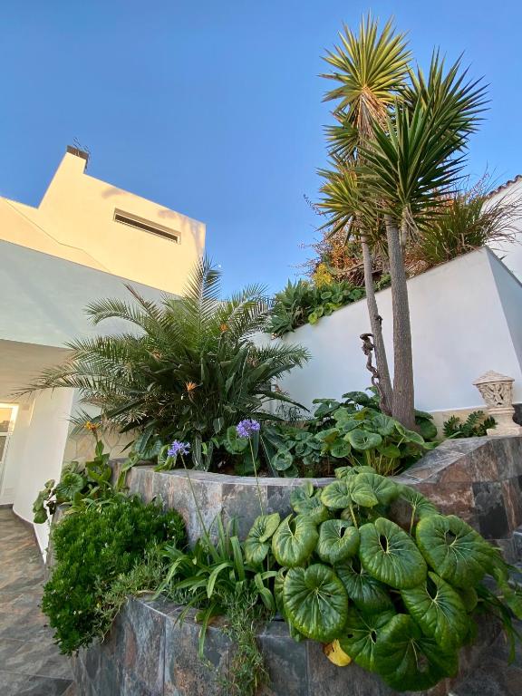 Zahrada ubytování Villa Oasis La Paz - Bencomo Apartment - ADULTS ONLY