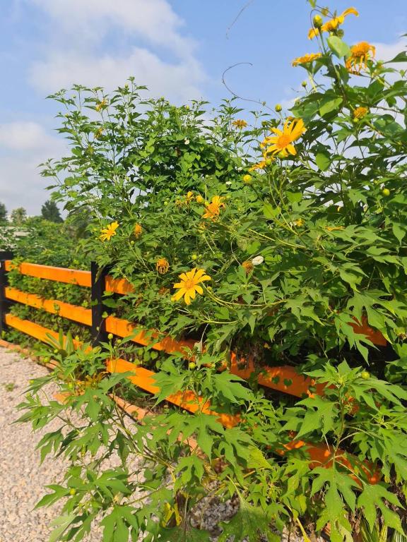 a bunch of yellow flowers on a fence at Lampang Hideaway Guesthouse in Lampang
