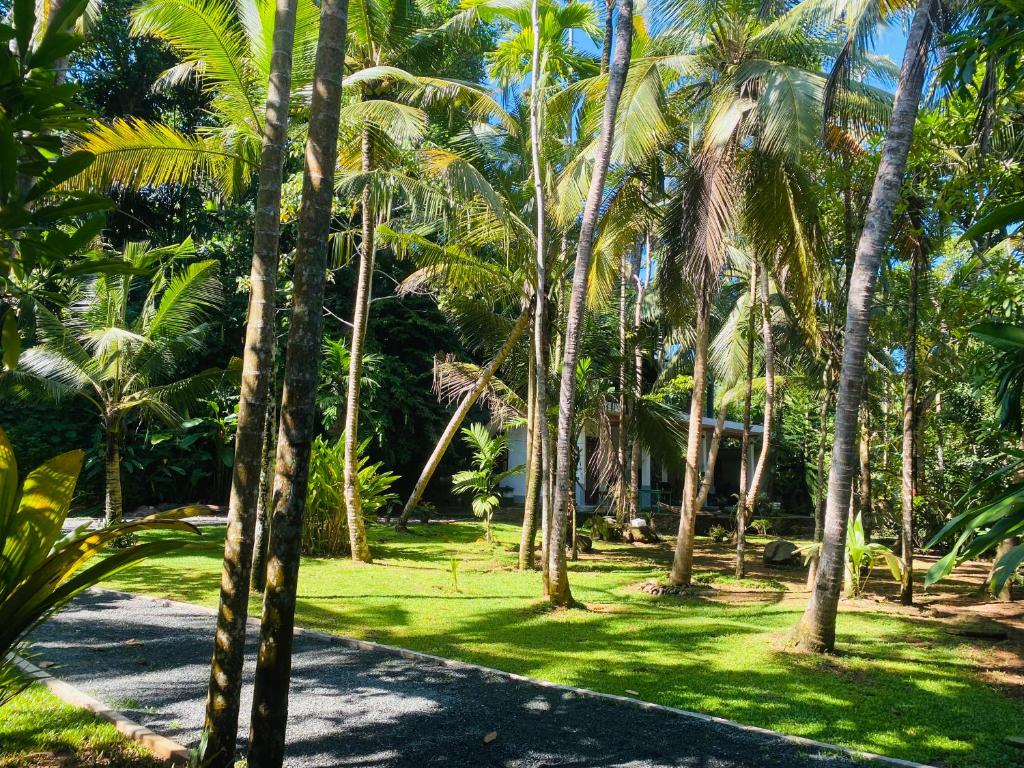 a group of palm trees on a road at Bunky Monkey in Hikkaduwa