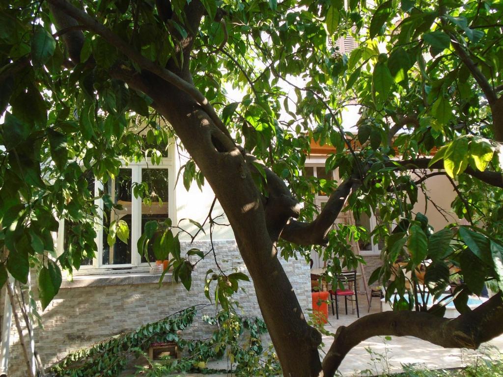 Zahrada ubytování Lotus Garden Hostel Izmir