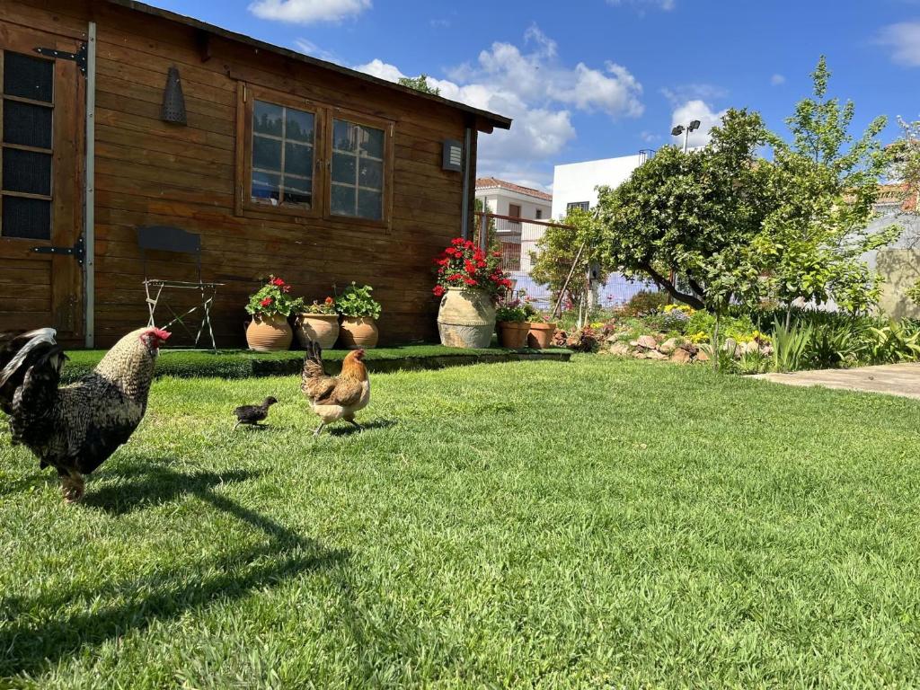 Zahrada ubytování El Secanet