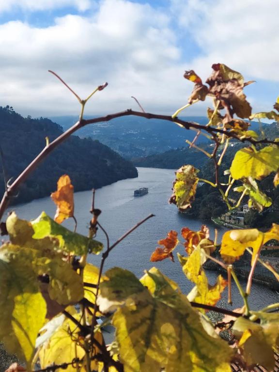 a view of a body of water from a tree at Quinta Vale do Cabo in Riba Douro