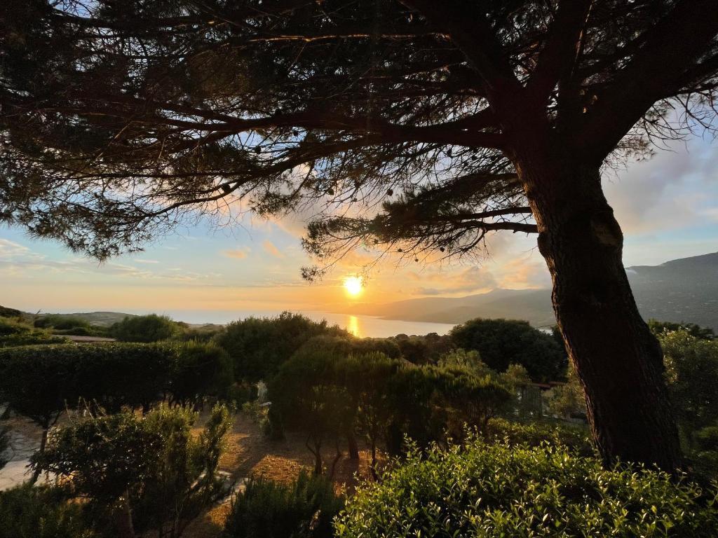 um pôr-do-sol sobre o oceano com uma árvore em Résidence île de beauté em Propriano