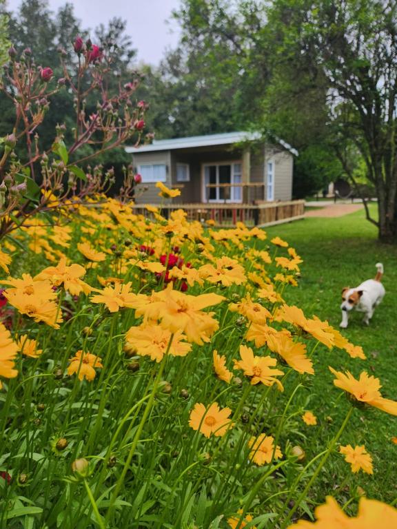 a field of yellow flowers in a yard with a dog at Tsitsikamma Garden Chalets in Stormsrivier