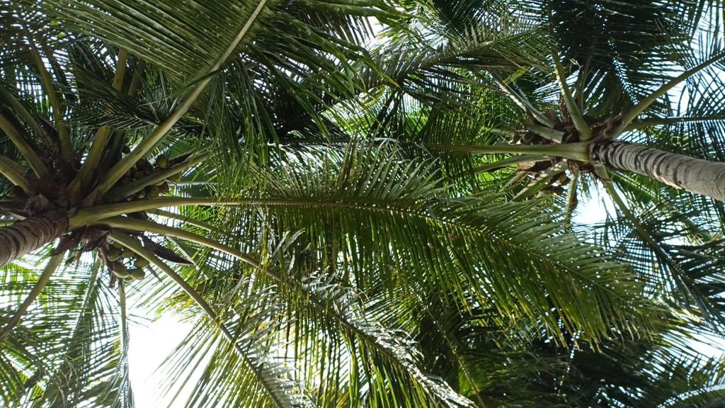 dos palmeras juntas en Gangi Kota North Flat en Kovvūr