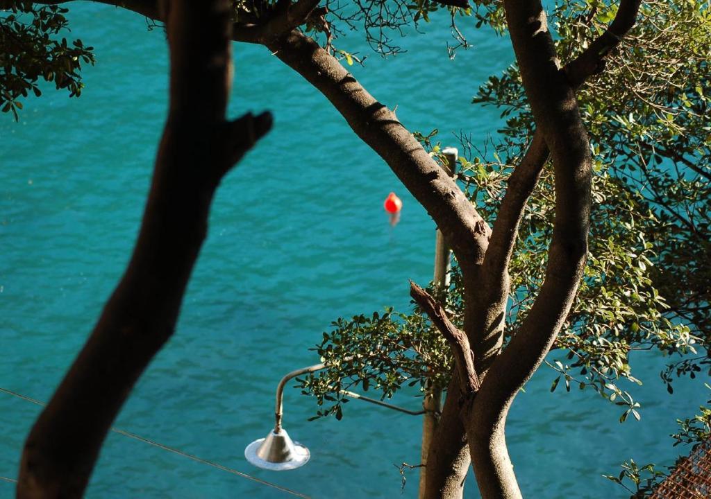 a lamp in a tree next to a body of water at Casa dell'Arco 31 in Camogli