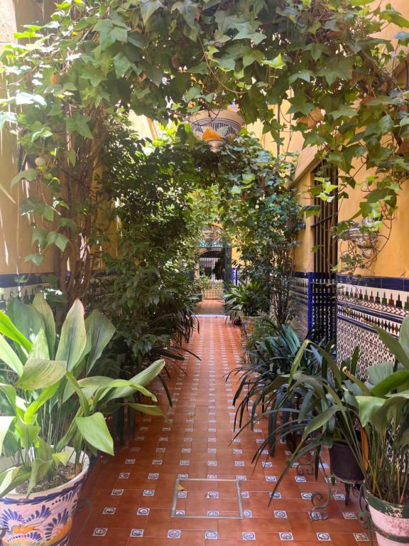 a hallway filled with lots of plants in a building at Hostal Atenas in Seville