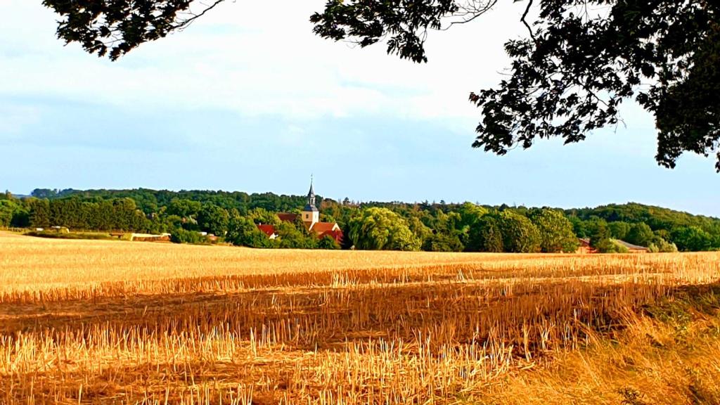 a field of wheat with a church in the distance at Bungalow 