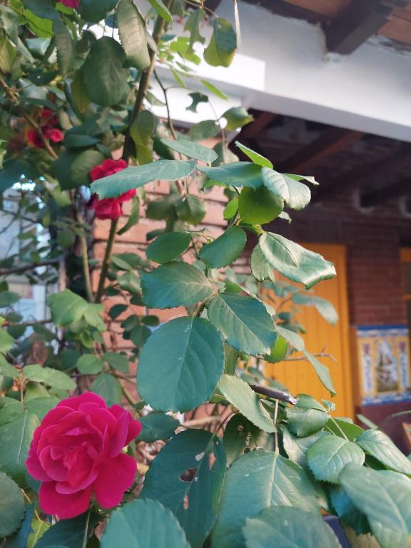 N1 Casa de Madrid - greenpeace line - Resim 21