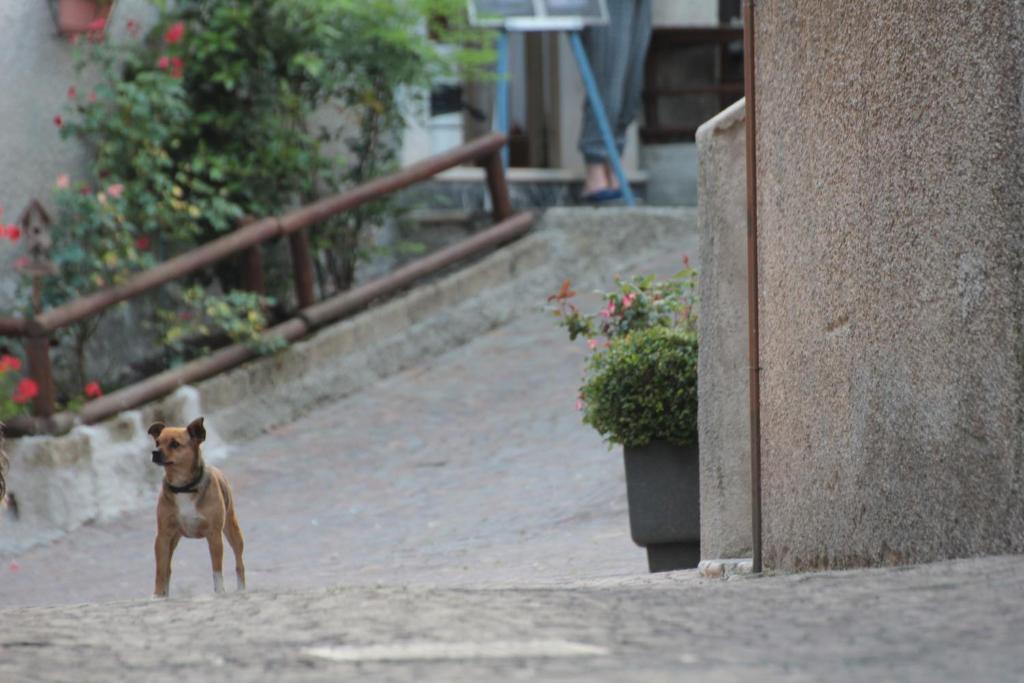 Domácí mazlíčci ubytovaní s hosty v ubytování Locanda Genzianella