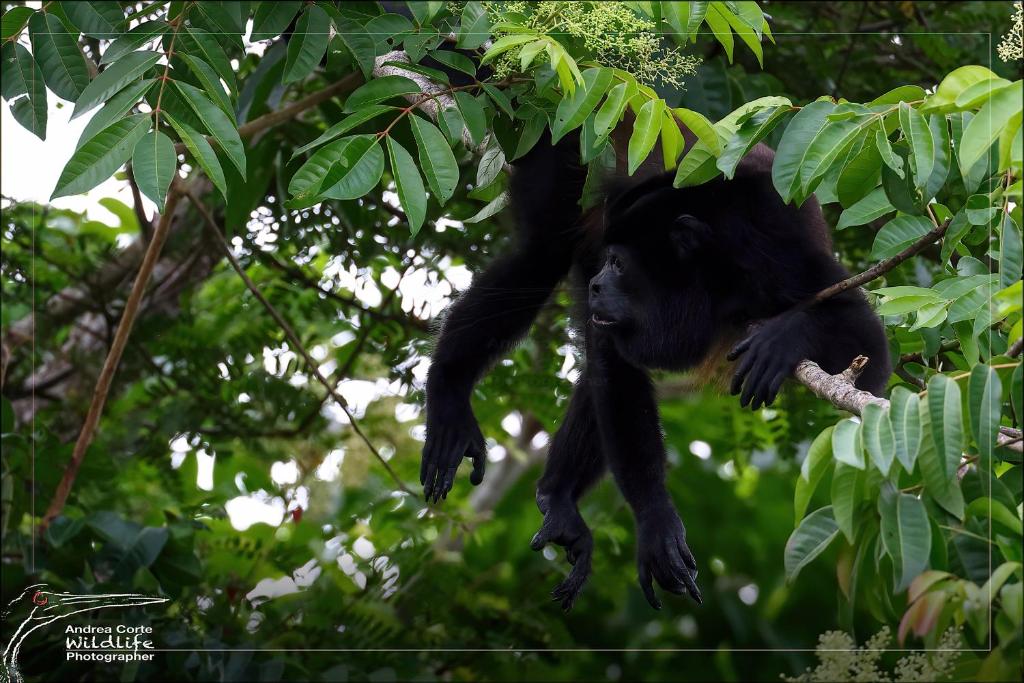 a baby chimpanzee hanging in a tree at Hotel de Campo Caño Negro in Caño Negro