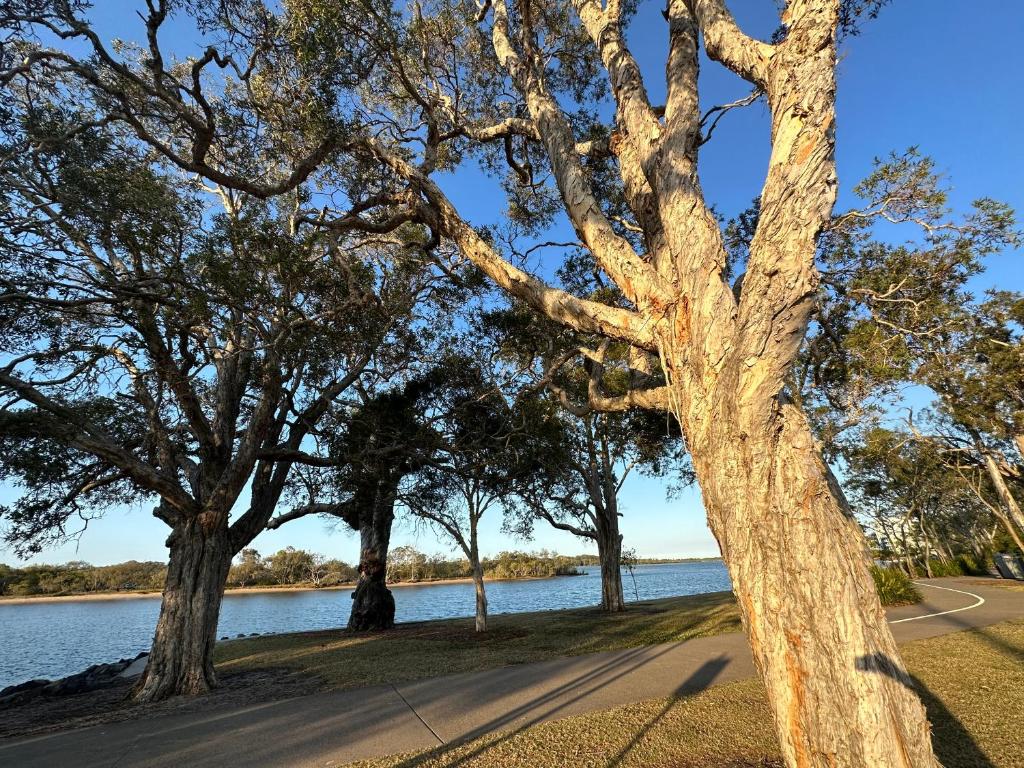 a tree in a park next to a body of water at River Gum Apartment in Diddillibah
