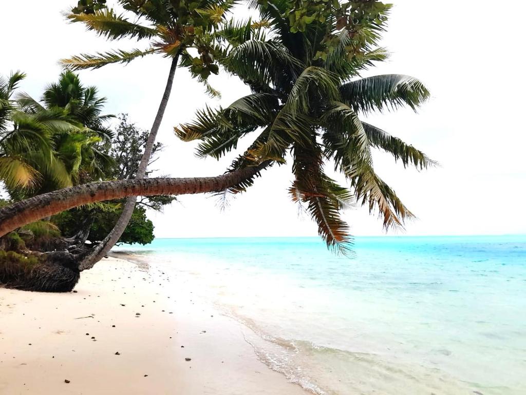 einen Strand mit Palmen und dem Meer in der Unterkunft CHEZ VAIANA in Parea