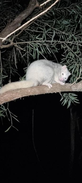 Altri animali domestici presso la stanza in casa privata o nei dintorni