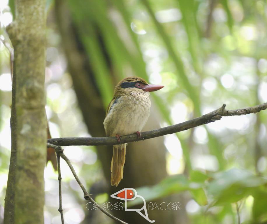 a small bird sitting on a tree branch at Celebes Birdpacker in Rinondoran