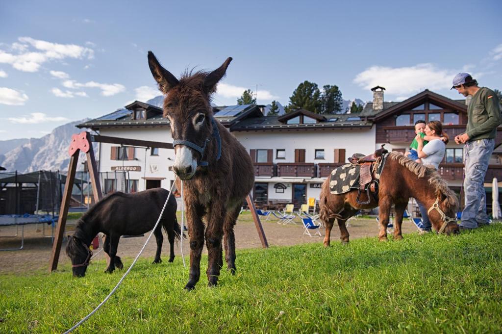 Zwierzęta w hotelu lub w pobliżu
