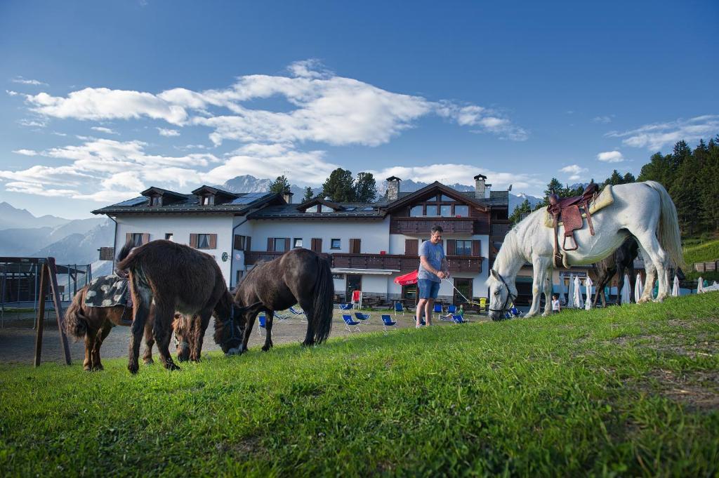 Zwierzęta w hotelu lub w pobliżu