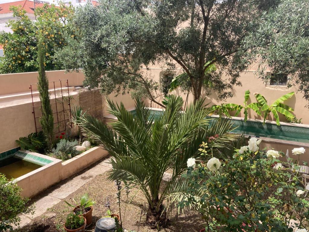 un jardin avec un palmier et d'autres plantes dans l'établissement Junqueira Gardens - Casa Antiga Jardim e Piscina, à Lisbonne